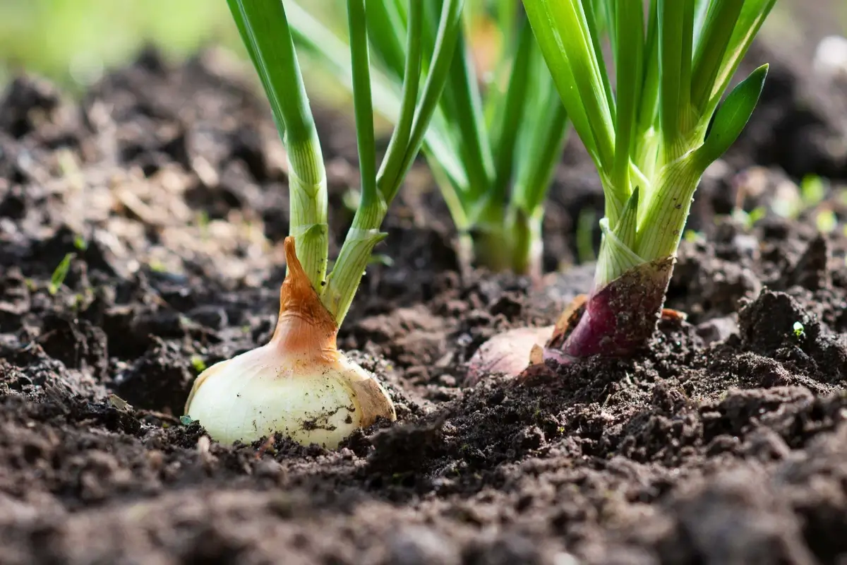 Onions grows in soil