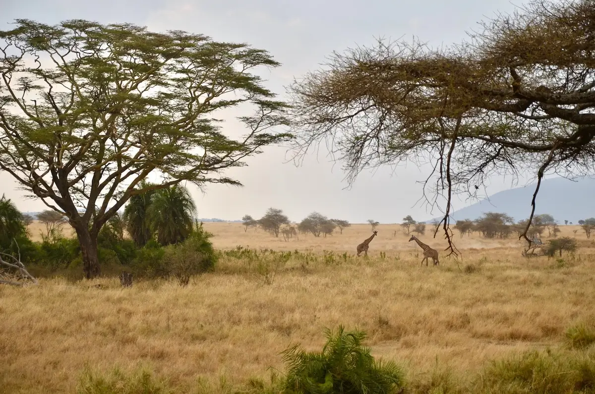 Serengeti Plain
