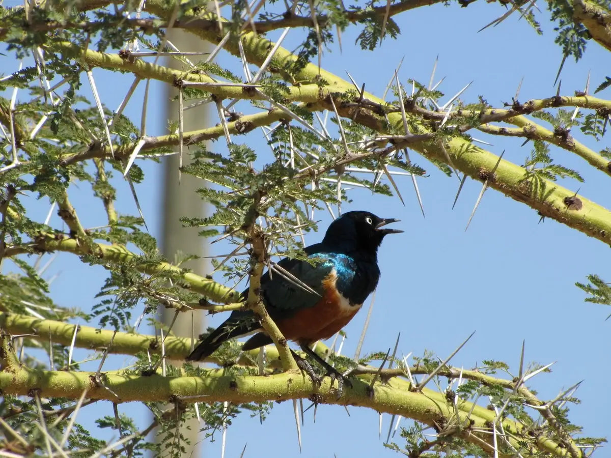 Superb Starling perched on an Acacia tree
