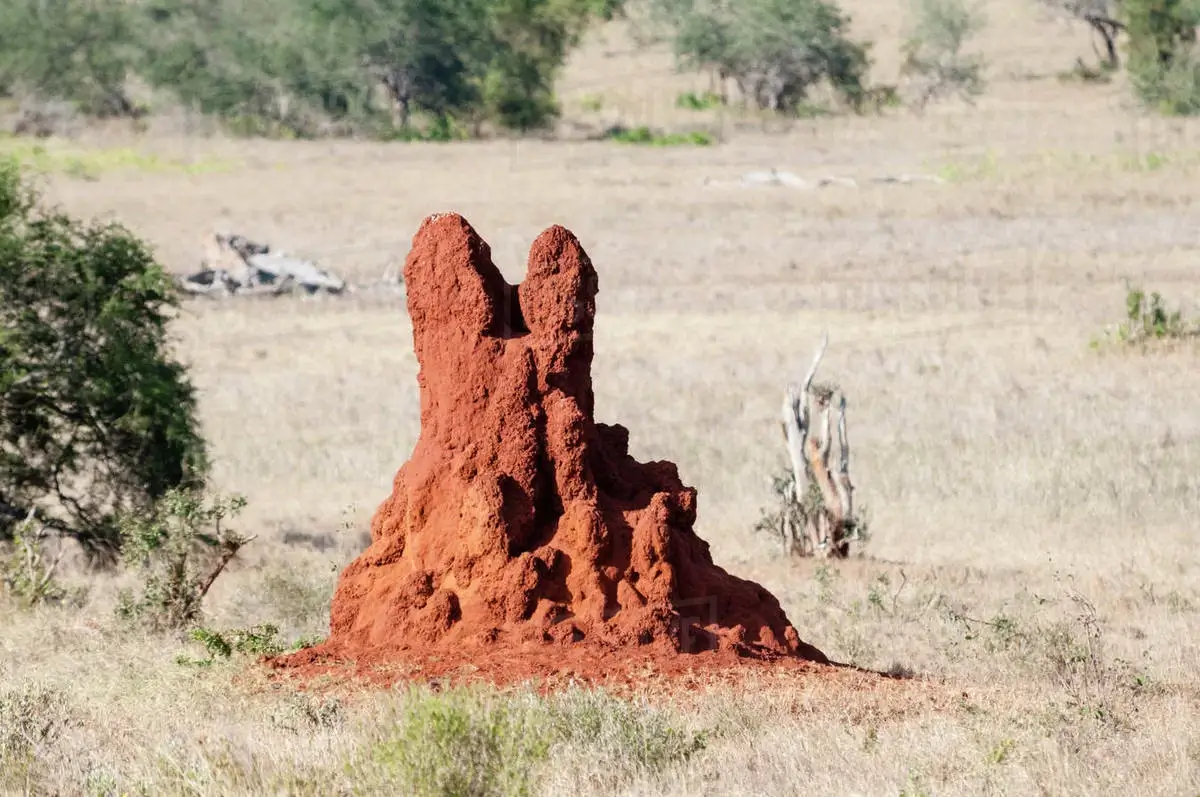 Termite mound in savannah
