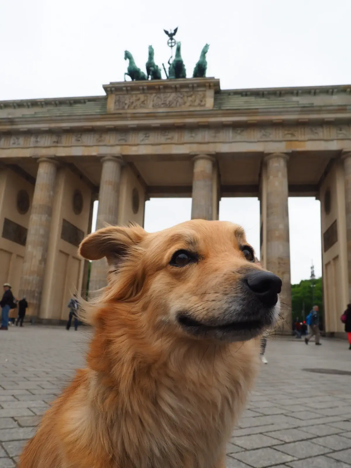 Berlin is a dog-friendly city