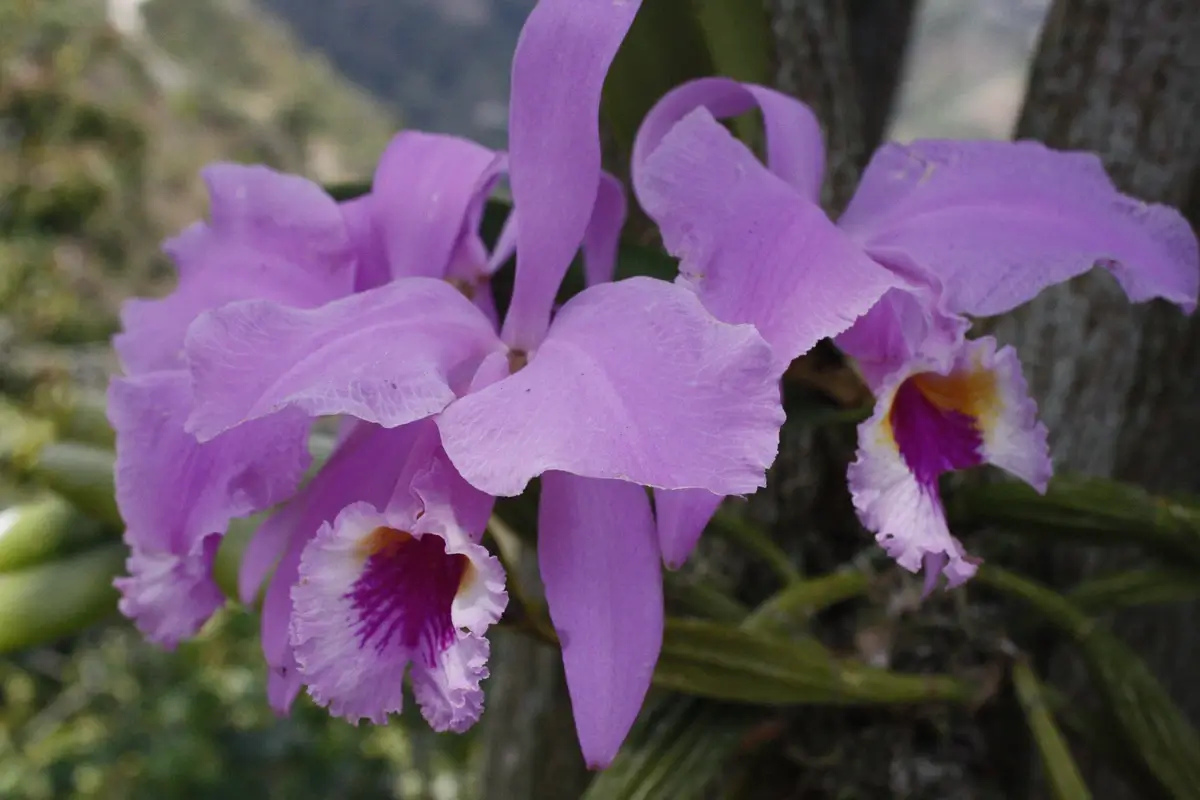 Cattleya Orchid