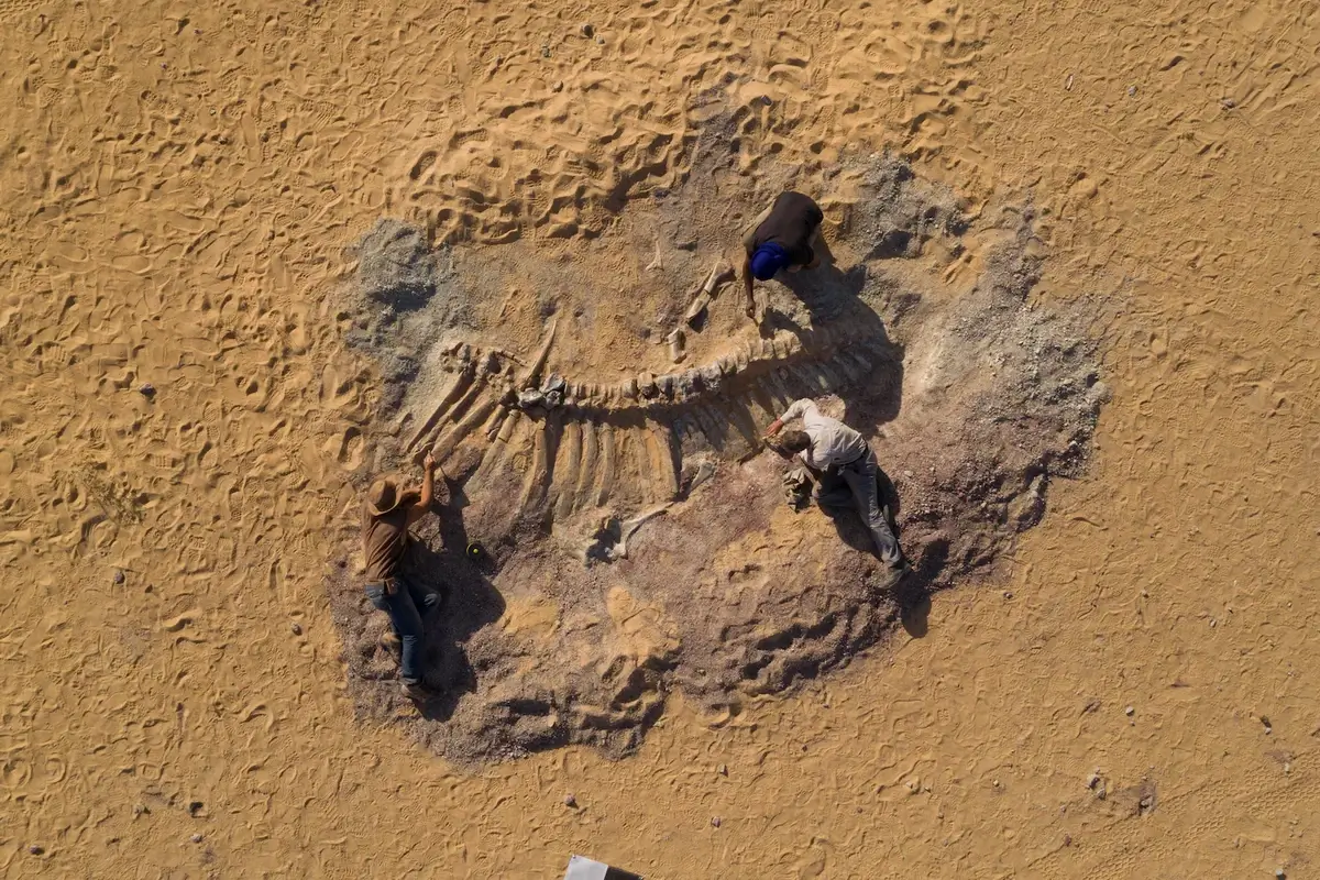 Fossilized remains in the Sahara