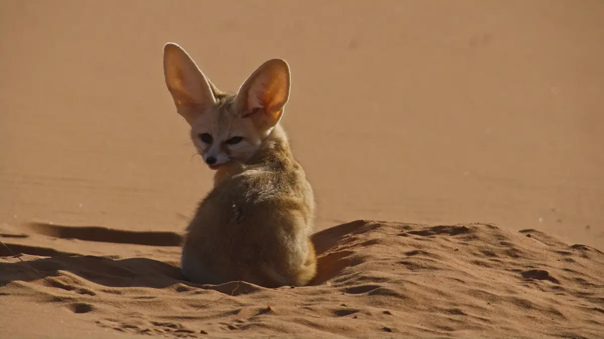 Saharan Fennec Fox