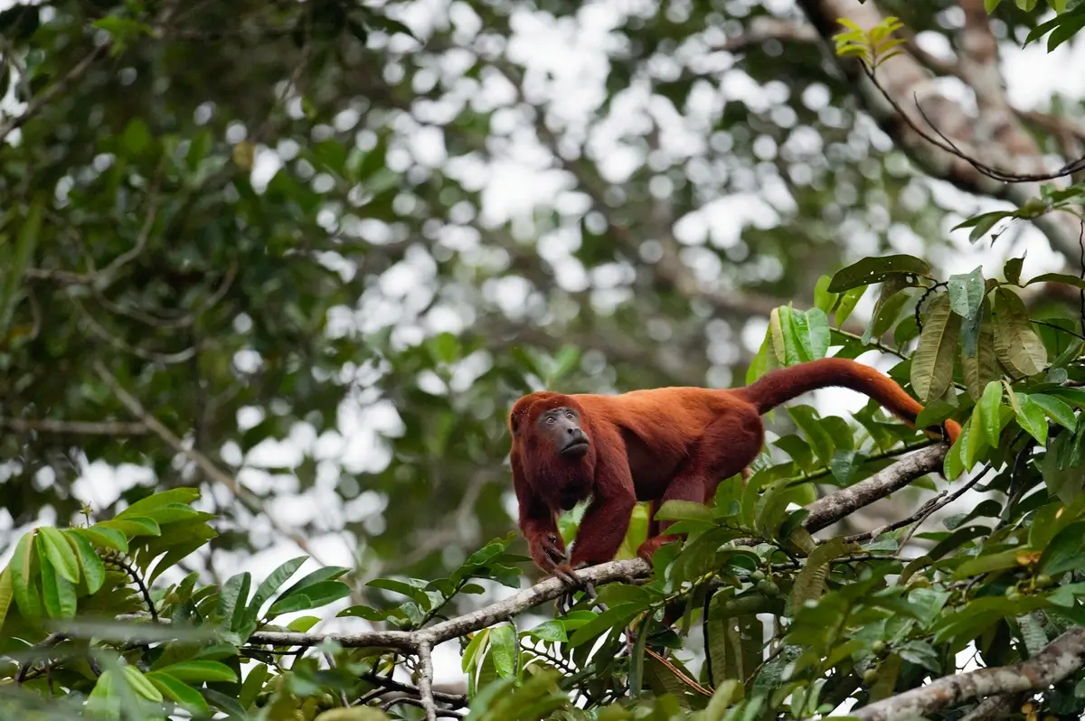 The diverse wildlife of Venezuela's rainforests