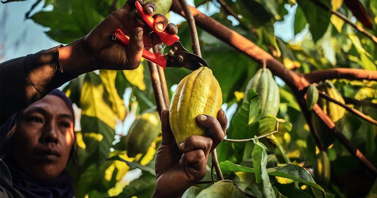 Venezuelan cocoa pods being harvested