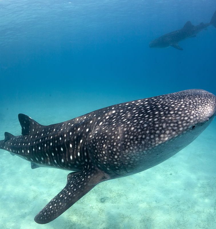 Fun facts about Whale Shark