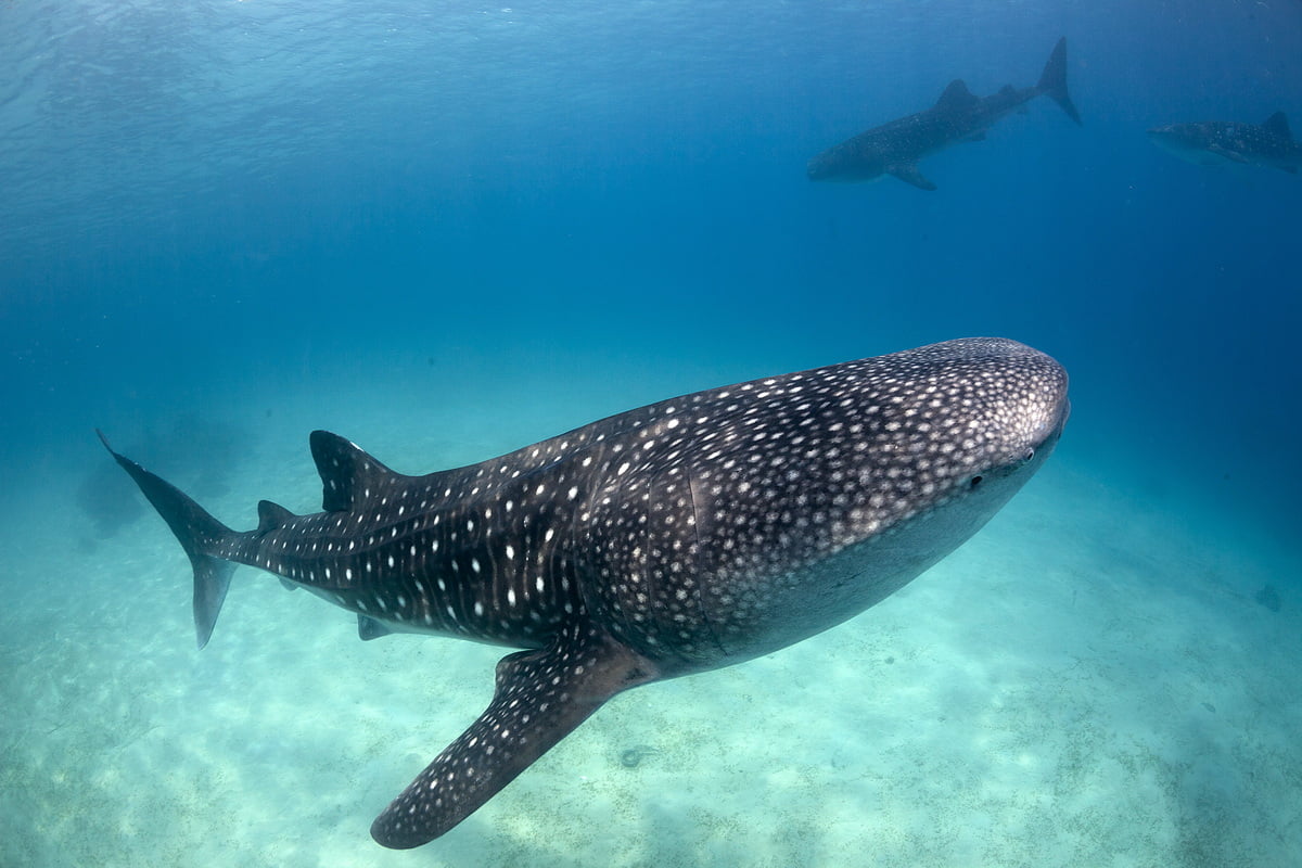 Fun facts about Whale Shark