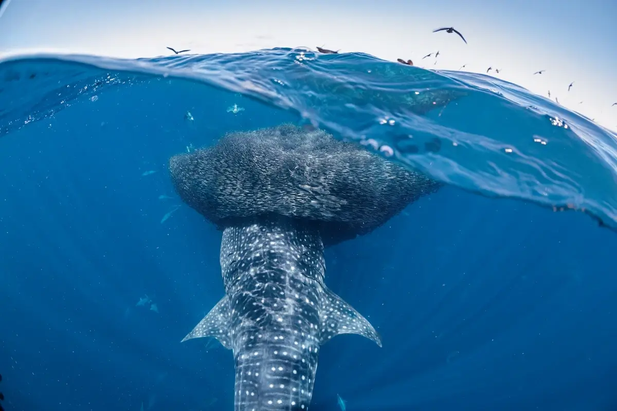 Whale shark feeding vertically