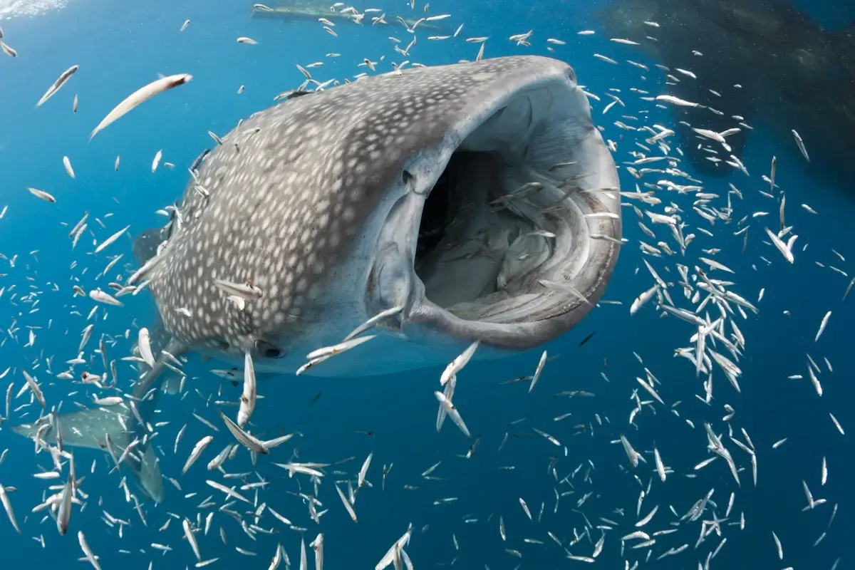 Whale shark feeding with its mouth wide open