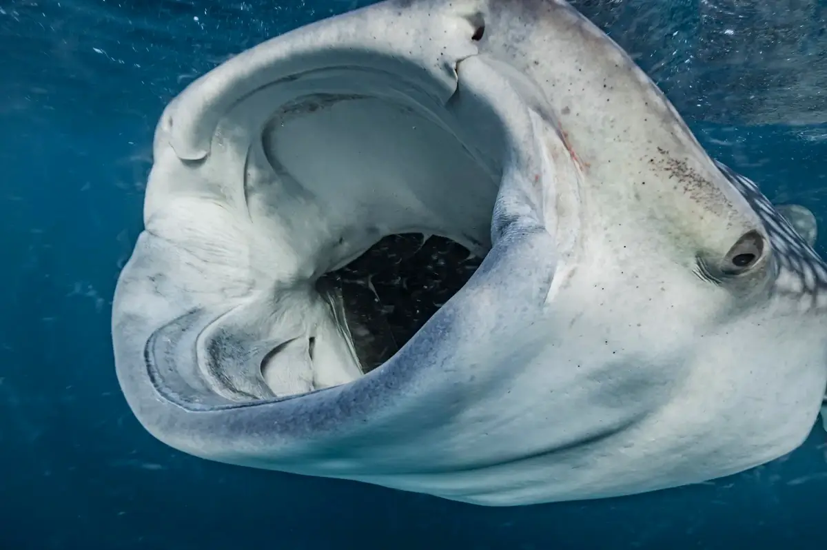 Whale shark huge mouth