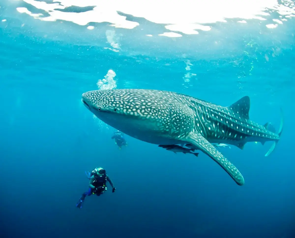 Whale shark swimming alongside divers