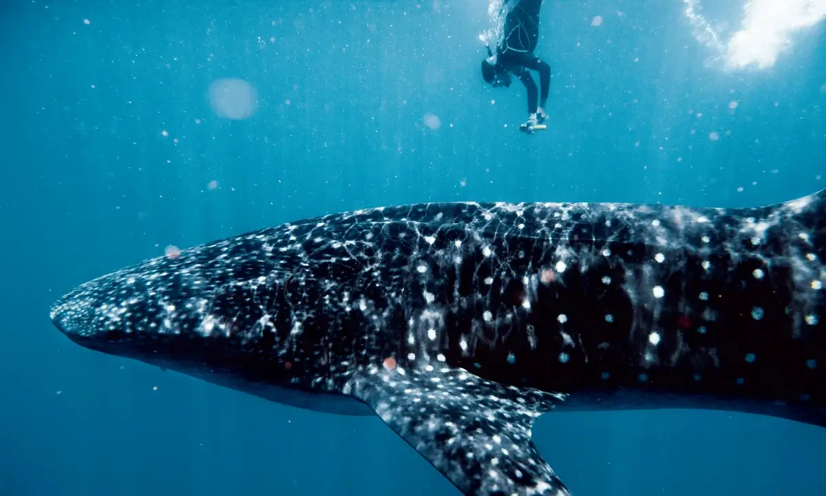 A diver swimming alongside a massive whale shark