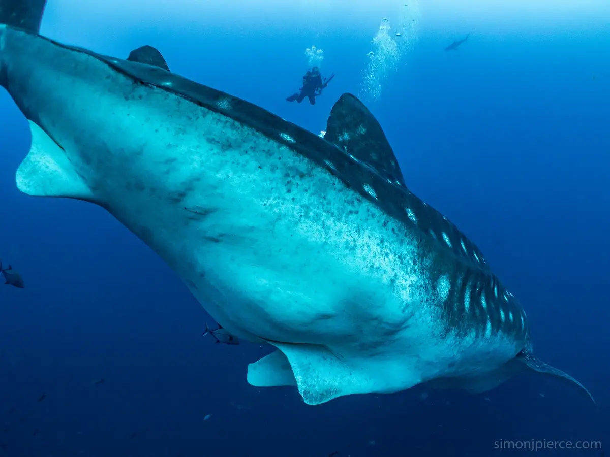 A pregnant whale shark