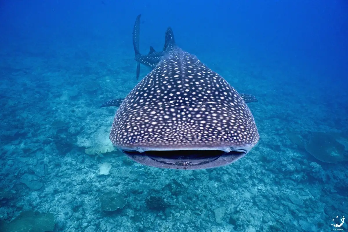 A whale shark swimming at depth