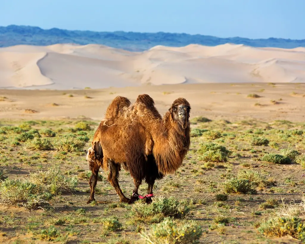 A camel stands in the Gobi Desert