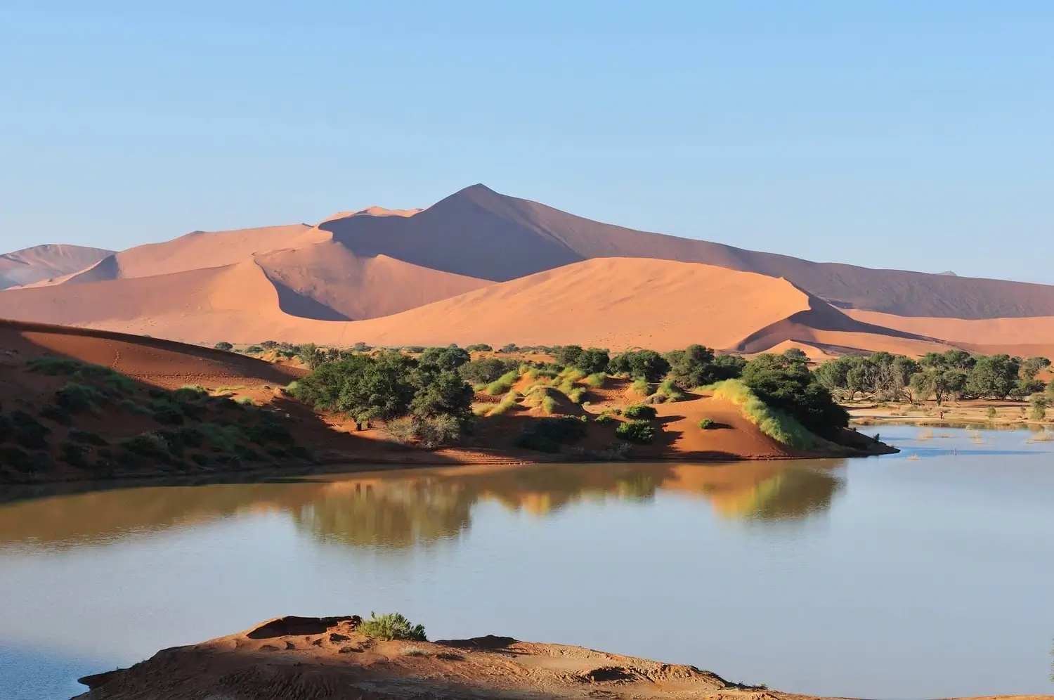 Unique Flora of the Gobi Desert