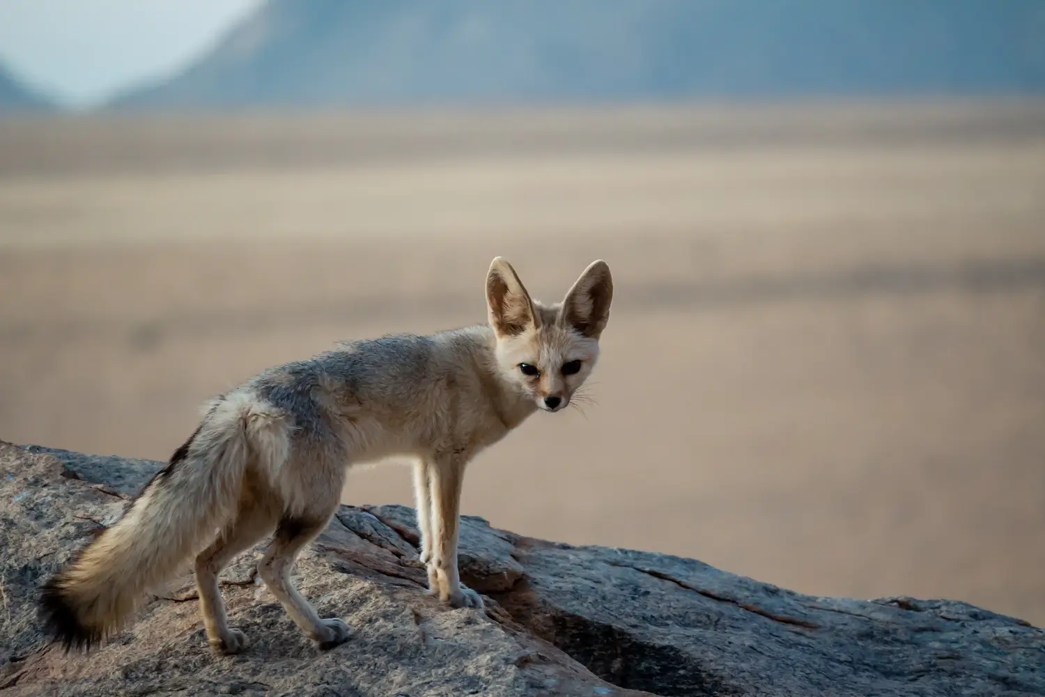 A fennec fox in the desert