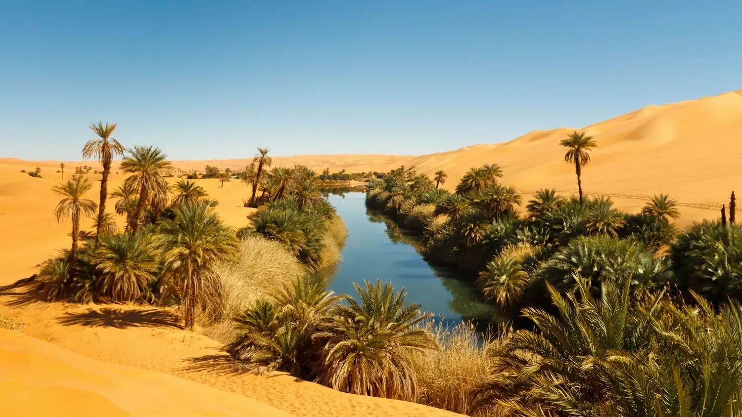 A lush desert oasis with palm trees and a water source