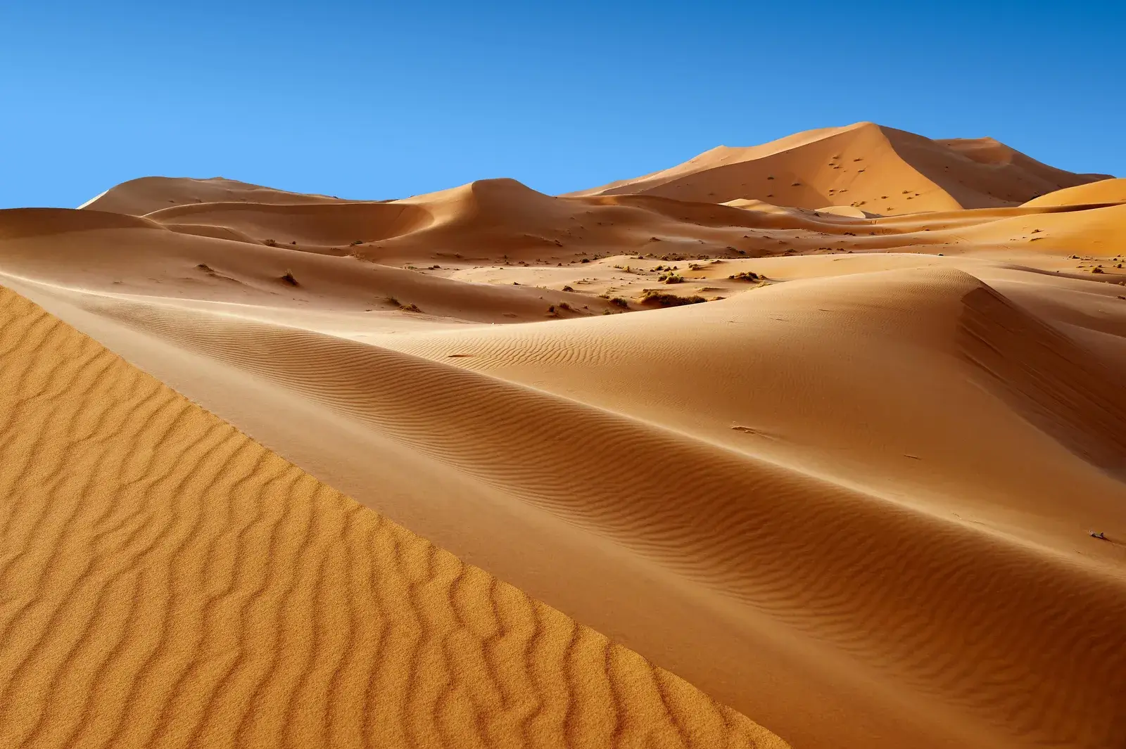 A panoramic view of migrating barchan dunes in the Sahara Desert