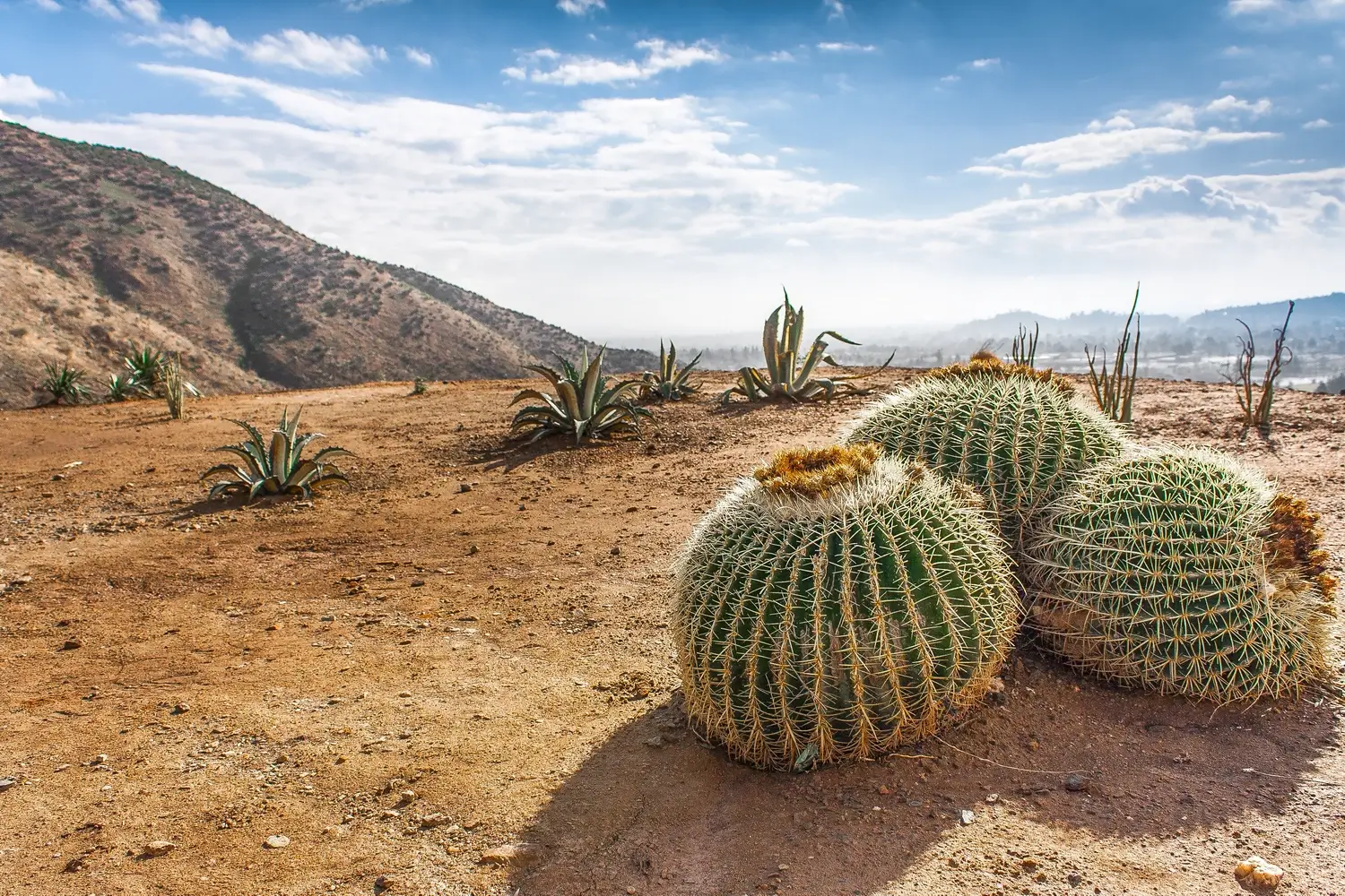 Close-up of a cactus showcasing its thick, water-storing stem and spines