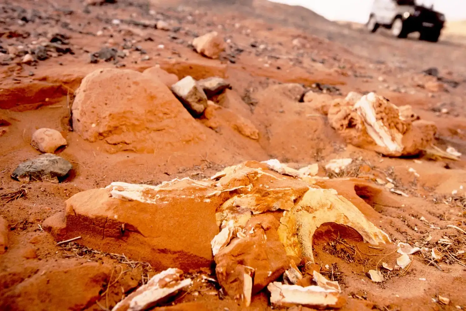 Dinosaur fossils at the Flaming Cliffs in Mongolia's Gobi Desert